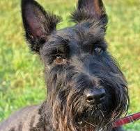 (Most Severe )Type 3 vWD In Scottish Terriers VGL Testing For Breeders