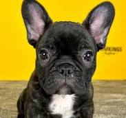 Black Frenchies Red Light Therapy: French Bulldogs Degenerative Disk Disease Treatment and Benefits