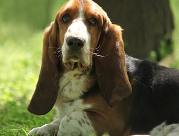 French Basset Hound Red Light Therapy: Artesian Normand Degenerative Disk Disease Treatment Options and Benefits