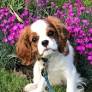 Cavalier King Charles Spaniel Red Light Therapy: Degenerative Disk Disease Treatment Options & Benefits